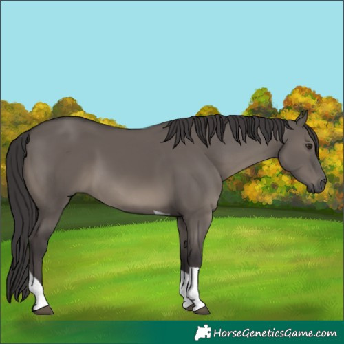 Horse Color:Smoky Grullo Tobiano