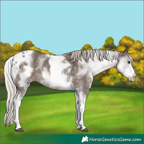 Horse Color:White Spotted Silver Black Tobiano Rabicano