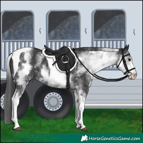 Horse Color:White Spotted Black Tobiano Rabicano