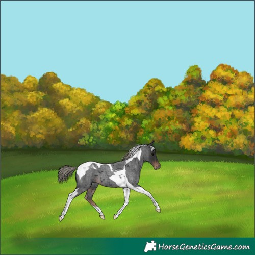 Horse Color:Liver Red Roan Mushroom Tobiano 
