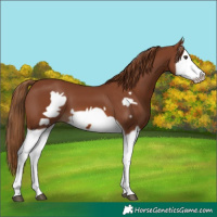 Horse Color:Chestnut Splash Frame