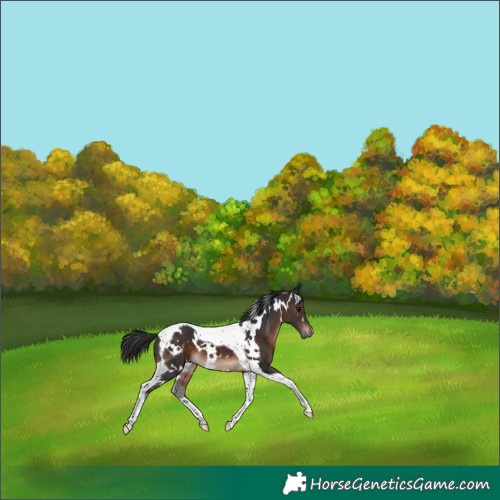 Horse Color:White Spotted Brown Mushroom Tobiano 