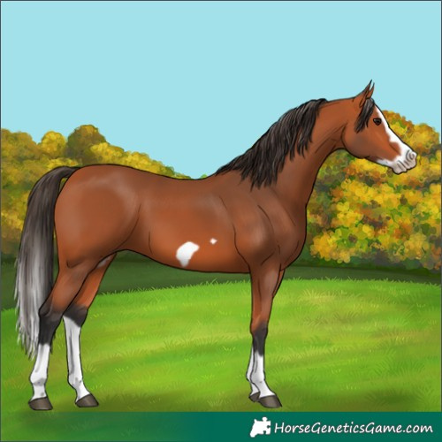 Horse Color:Bay Splash Frame
