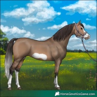 Horse Color:Bay Dun Splash Frame