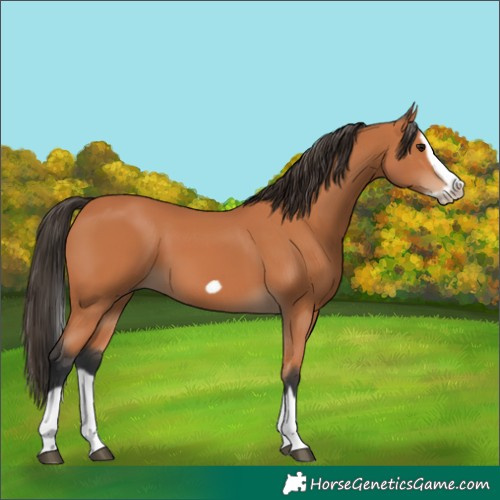 Horse Color:Bay Splash Frame