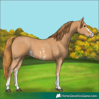 Horse Color:Chestnut Sabino