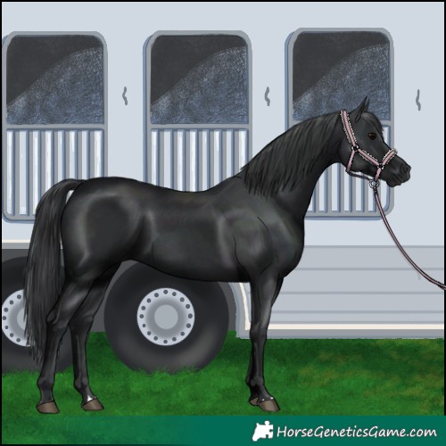 Horse Color:Black 