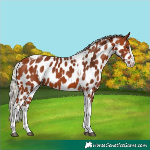 Horse Color:Silver Bay Splash Tobiano Appaloosa Rabicano 