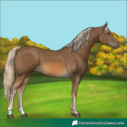 Horse Color:Chocolate Palomino 