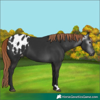 Horse Color:Gray Liver Chestnut Blanket