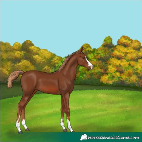 Horse Color:Chestnut 