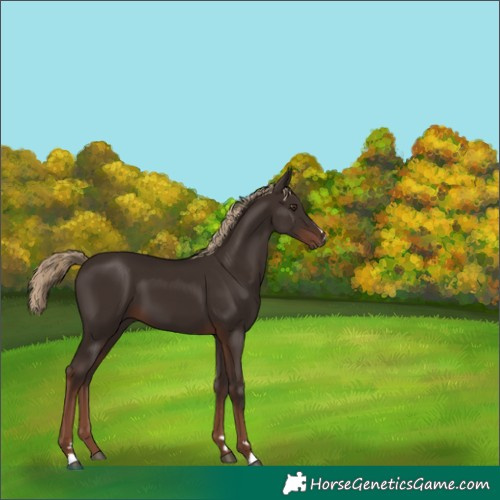 Horse Color:Liver Chestnut 