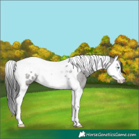 Horse Color:Blue Roan Splash Tobiano Blanket Rabicano