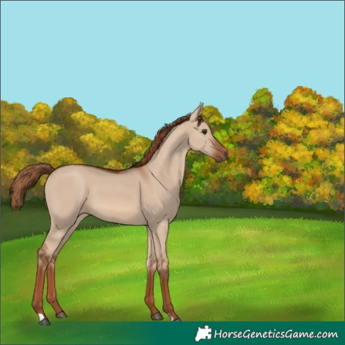 Horse Color:Red Dun