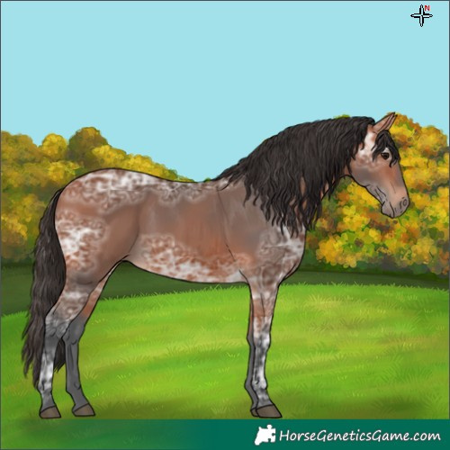 Horse Color:Bay Ice