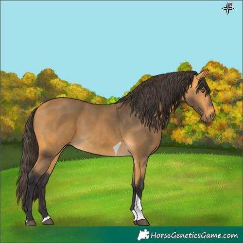 Horse Color:Buckskin Tobiano