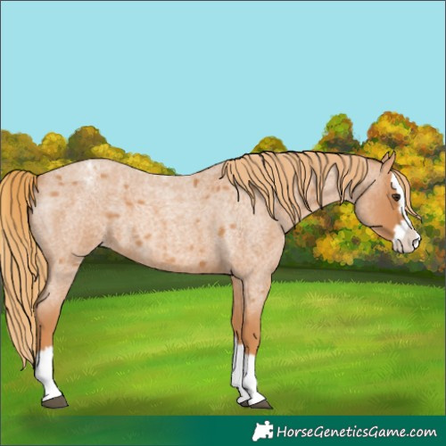 Horse Color:Unknown 