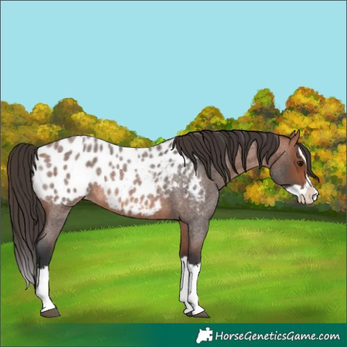 Horse Color:Unknown 