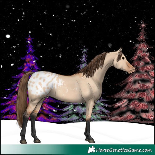 Horse Color:Bay Dun Appaloosa 