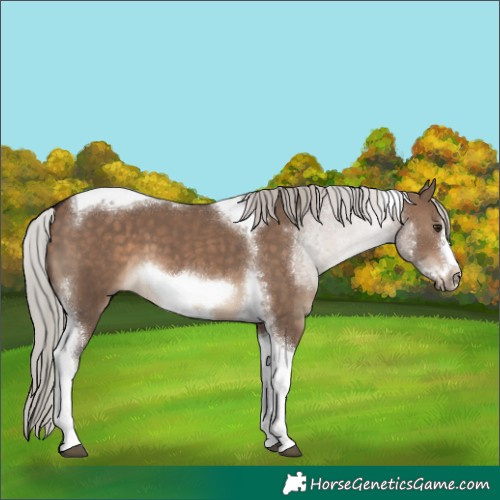 Horse Color:Silver Brown Dun Tobiano Frame