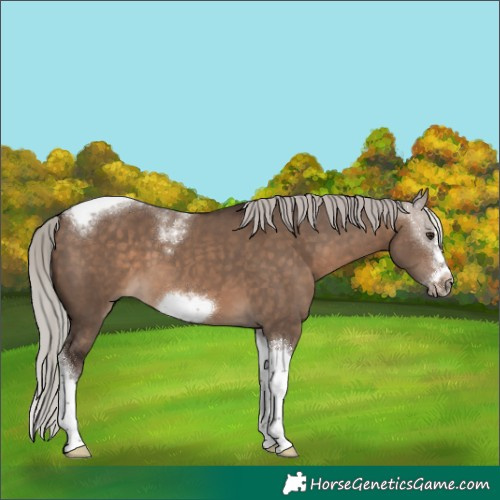 Horse Color:Silver Brown Dun Splash Tobiano Frame