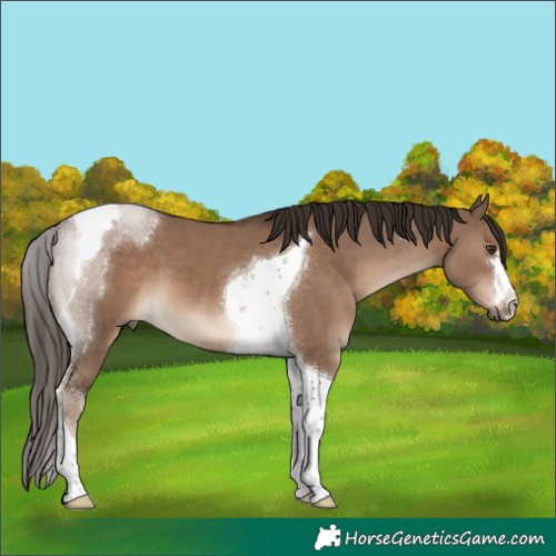Horse Color:Liver Red Dun Tobiano