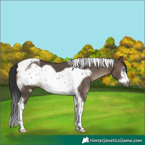 Horse Color:Brown Dun Tobiano Frame 