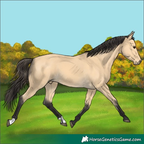 Horse Color:Buckskin 
