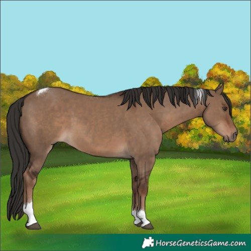 Horse Color:Liver Red Dun Tobiano
