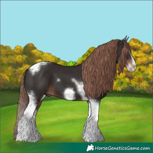 Horse Color:Liver Chestnut Splash Tobiano Frame 