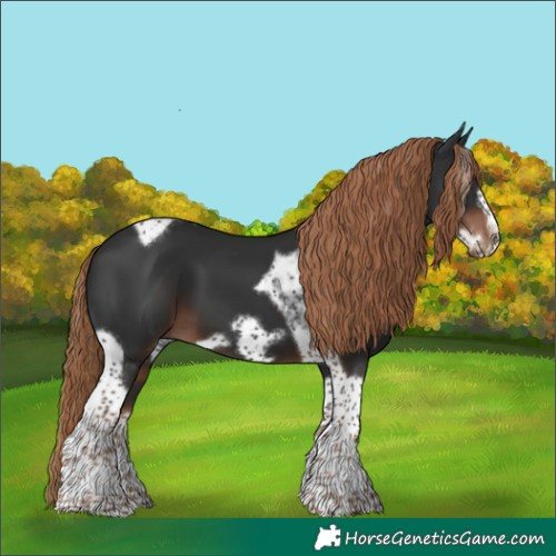 Horse Color:Liver Chestnut Tobiano Frame