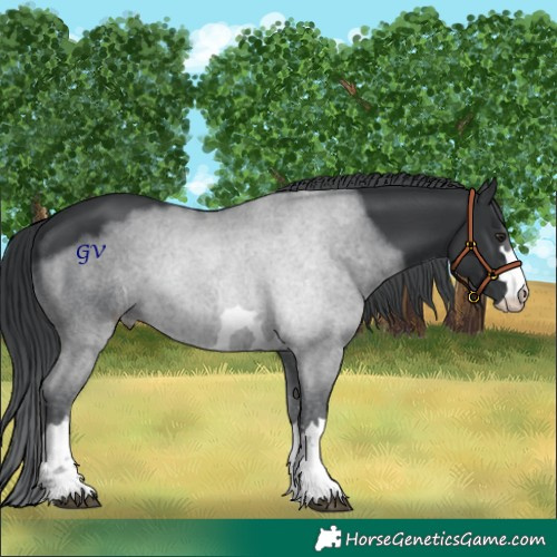 Horse Color:Black Chinchilla