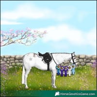 Horse Color:White Spotted Silver Black Sabino Frame 