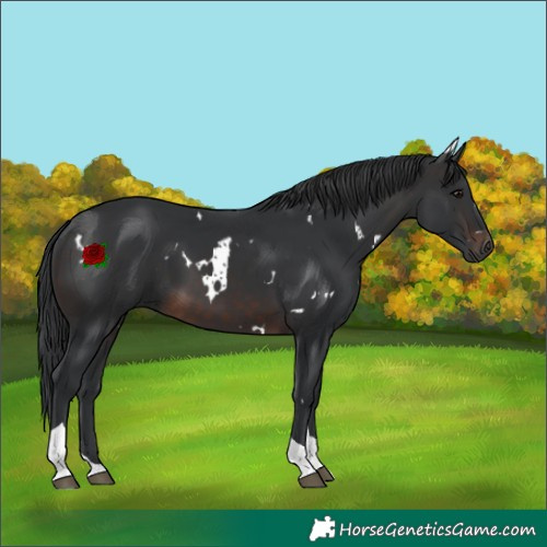 Horse Color:White Spotted Brown Tobiano 