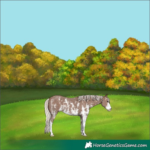 Horse Color:Silver Black Sabino