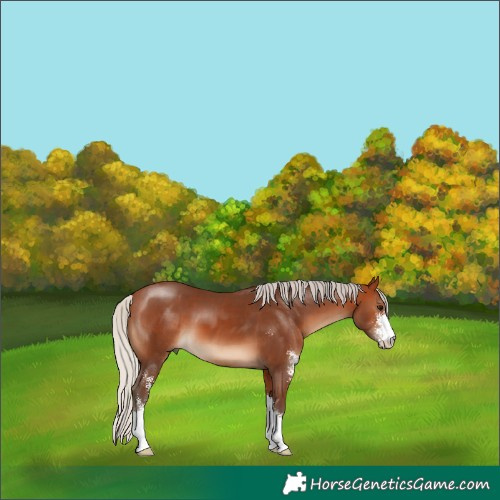 Horse Color:Silver Brown Sabino 