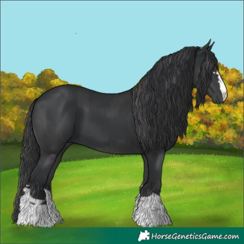 Horse Color:Black  and Black 