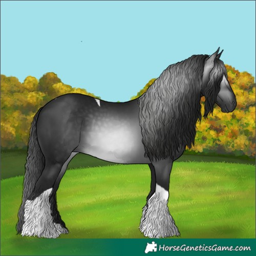 Horse Color:Gray Black Tobiano 