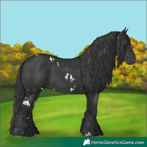 Horse Color:White Spotted Black Rabicano