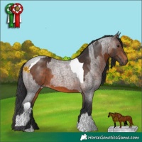 Horse Color:Brown Tobiano  and Brown Roan 