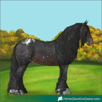 Horse Color:Brown Appaloosa  and Brown Appaloosa 