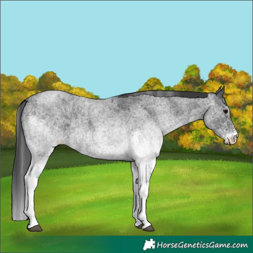 Horse Color:White Spotted Blue Roan 