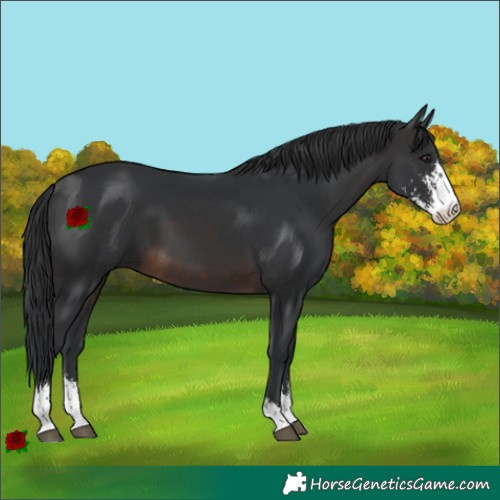 Horse Color:Brown Sabino