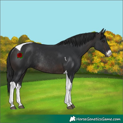 Horse Color:Brown Sabino Tobiano Rabicano 