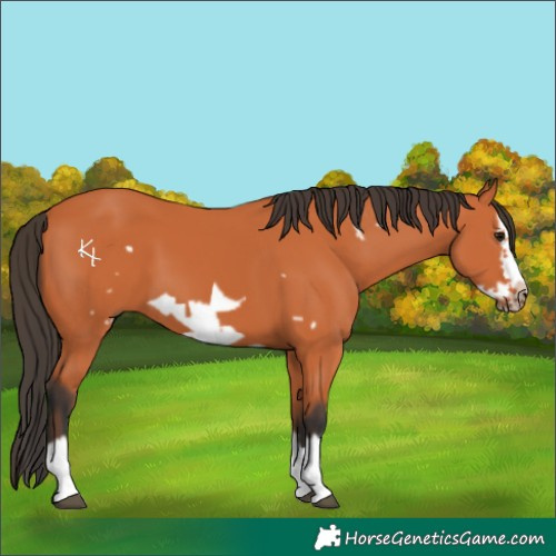 Horse Color:Bay Splash Frame 