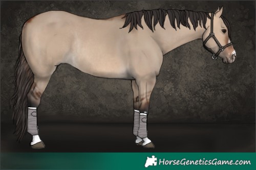 Horse Color:Bay Dun Rabicano and Bay Dun Rabicano