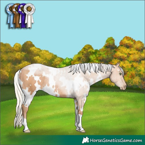 Horse Color:White Spotted Silver Brown Pearl Rabicano