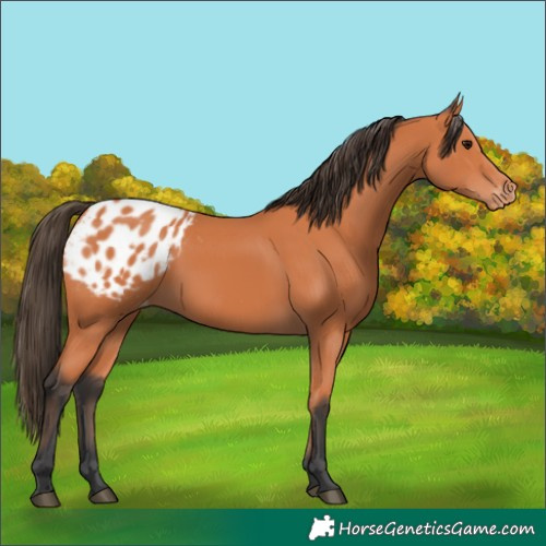 Horse Color:Bay Appaloosa 