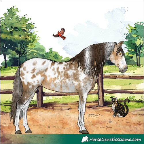 Horse Color:Gray White Spotted Buckskin Dun Blanket Rabicano
