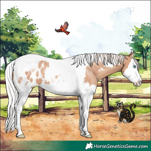 Horse Color:Silver Classic Champagne Splash Tobiano Appaloosa